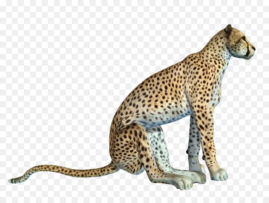 Cheetah，Bintik Bintik PNG