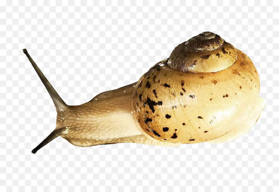 Siput，Moluska PNG