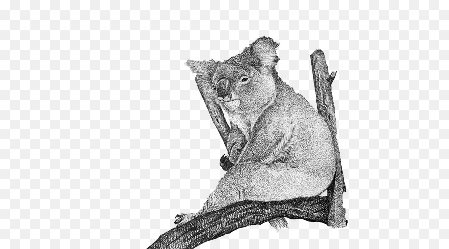 Koala，Pohon PNG