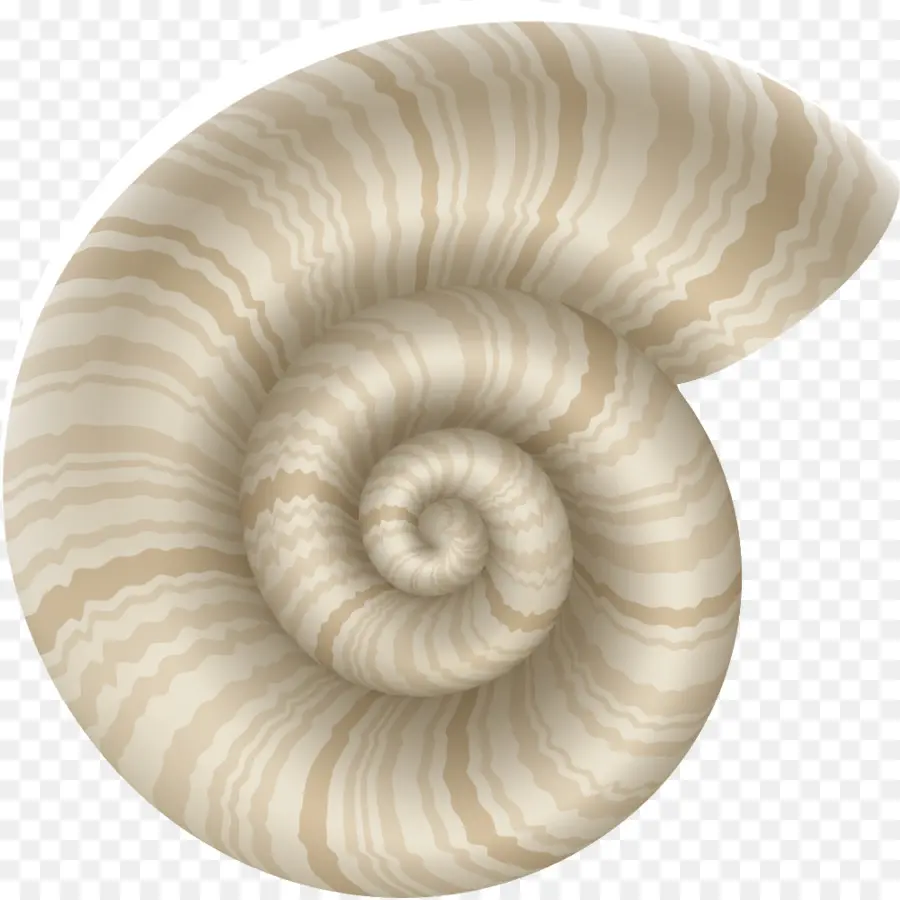 Cangkang Spiral，Spiral PNG