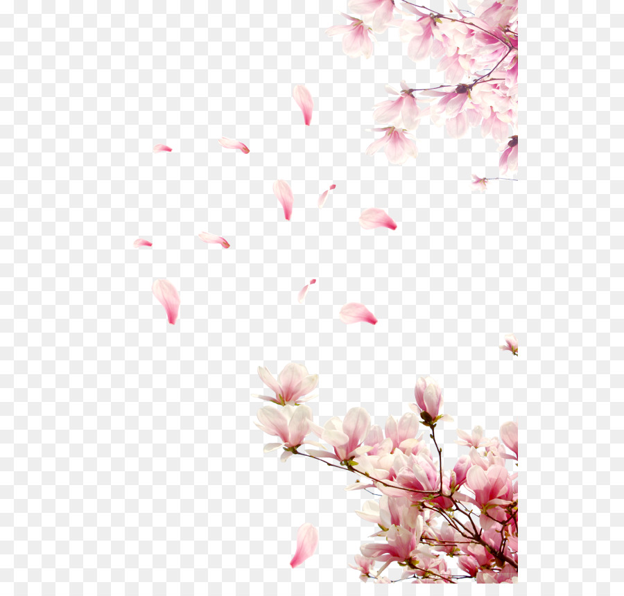  Gambar  Kelopak  Bunga  Jatuh 