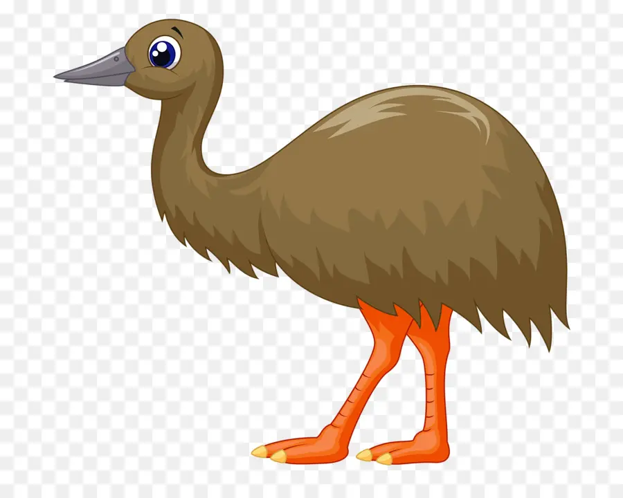 Umum Burung Unta，Burung PNG