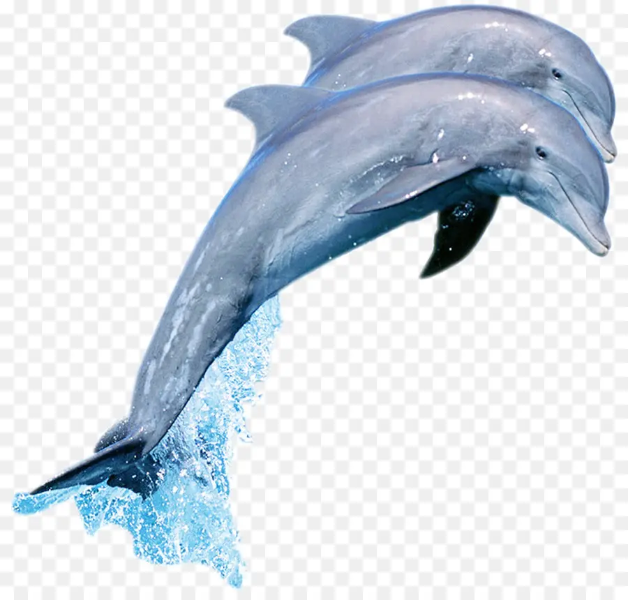 Spinner Dolphin，Lumba Lumba PNG