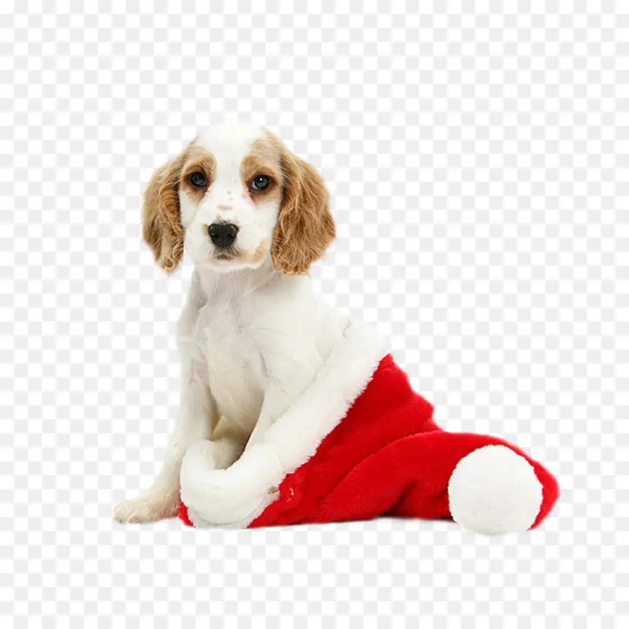 Anak Anjing Di Santa Hat，Natal PNG