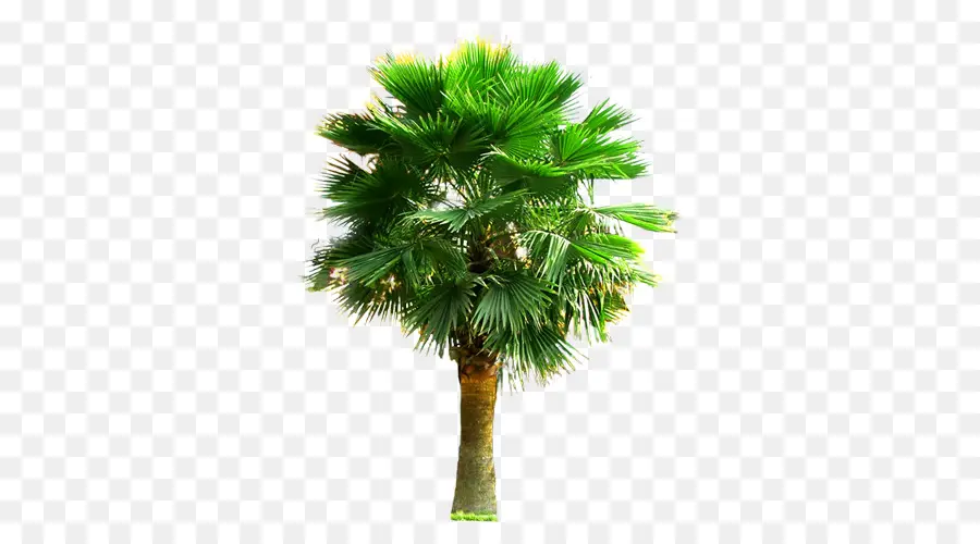 Arecaceae，Palm Iii PNG