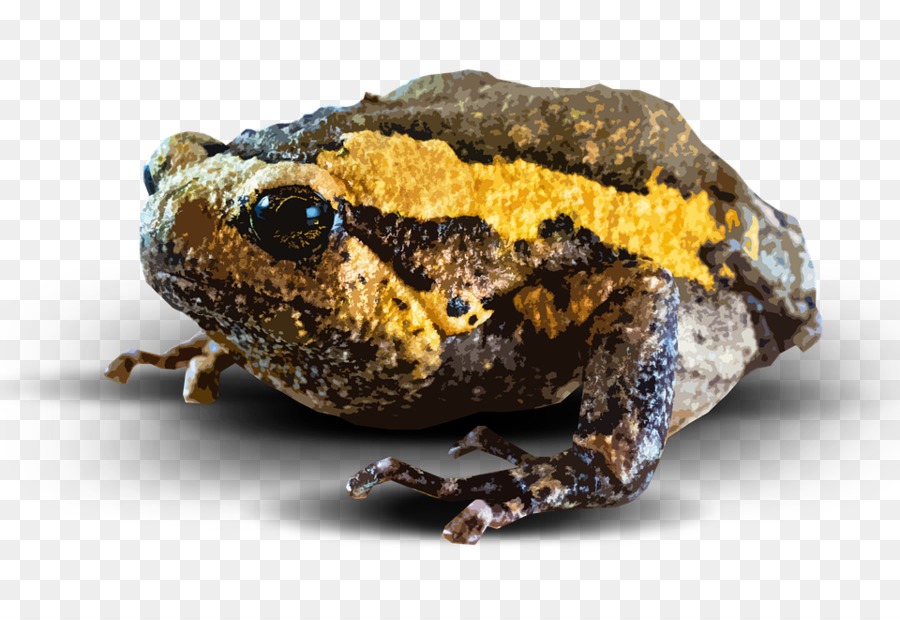 Katak，Amfibi PNG