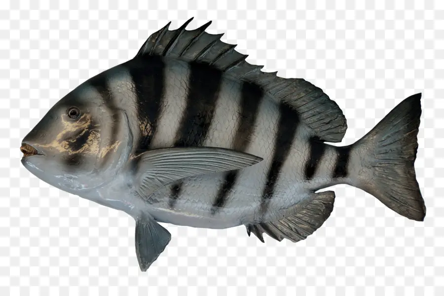 Ikan，Akuatik PNG