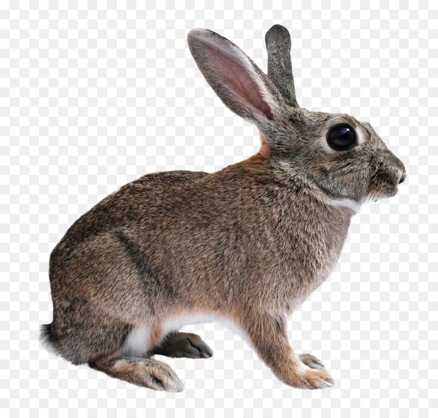 Kelinci California，Flemish Giant Rabbit PNG