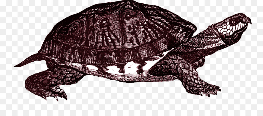 Turtle Kotak，Penyu PNG