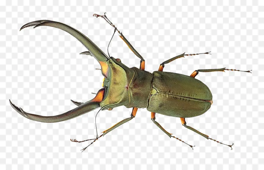 Kumbang，Hama PNG