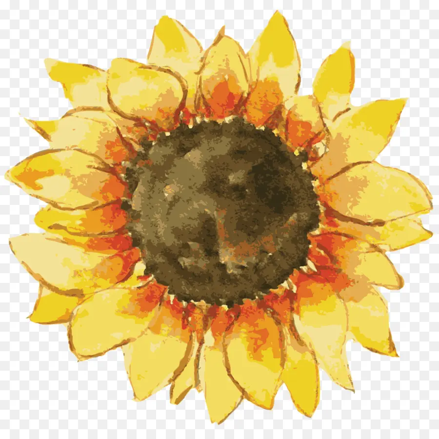Umum Bunga Matahari，Hadiah PNG