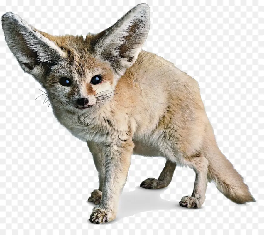 Fennec Rubah，Gurun PNG