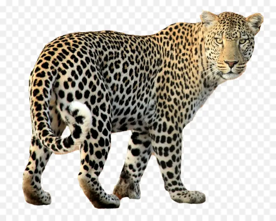 Macan Tutul，Cheetah PNG