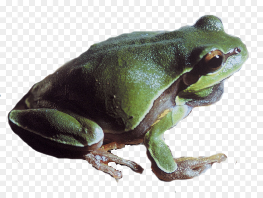 Katak Hijau，Amfibi PNG