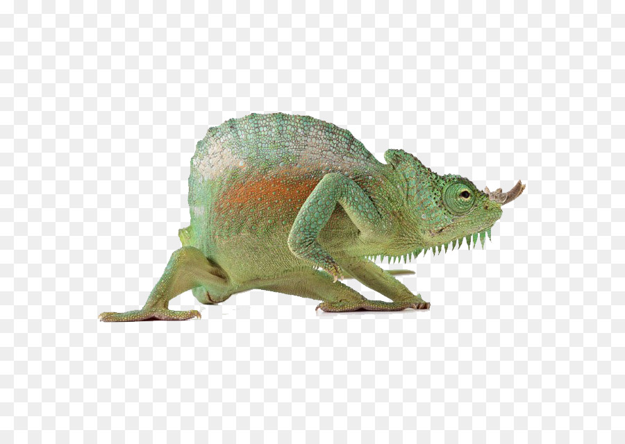 Reptil Kadal Bunglon  gambar png