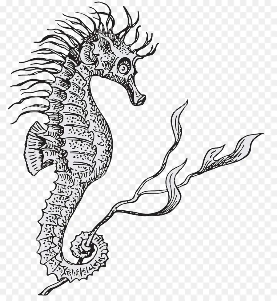 Berjajar Seahorse，Hippocampus PNG