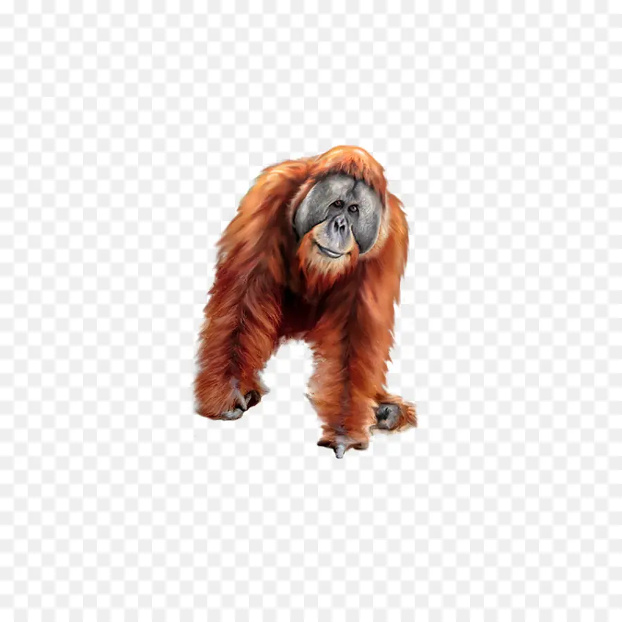 Orangutan，Primata PNG