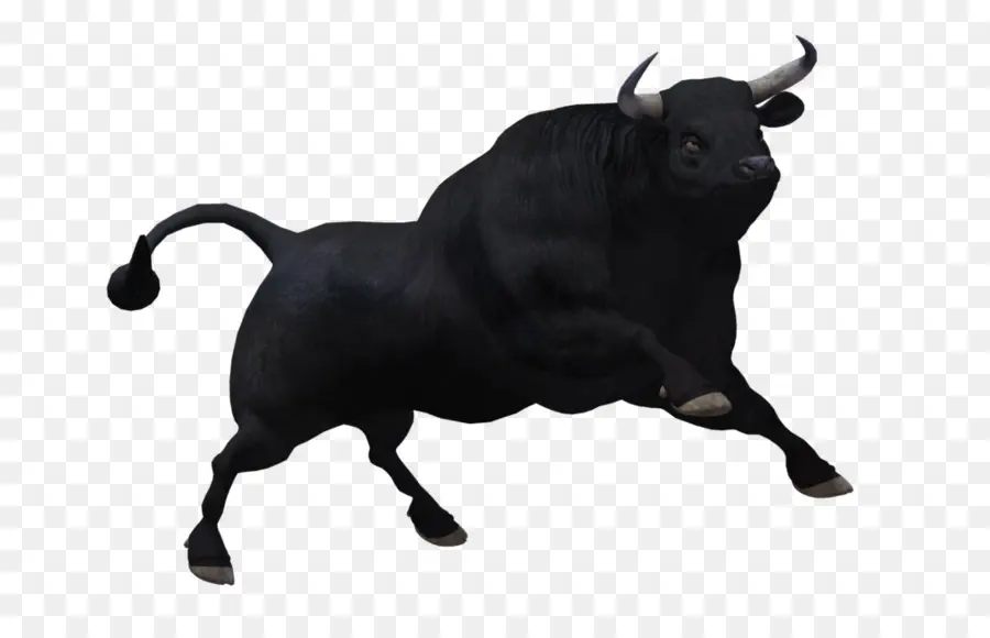 Banteng Hitam，Banteng PNG