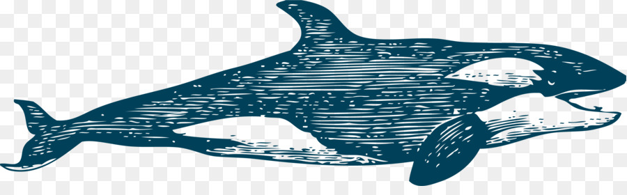 Ilustrasi Orca，Laut PNG