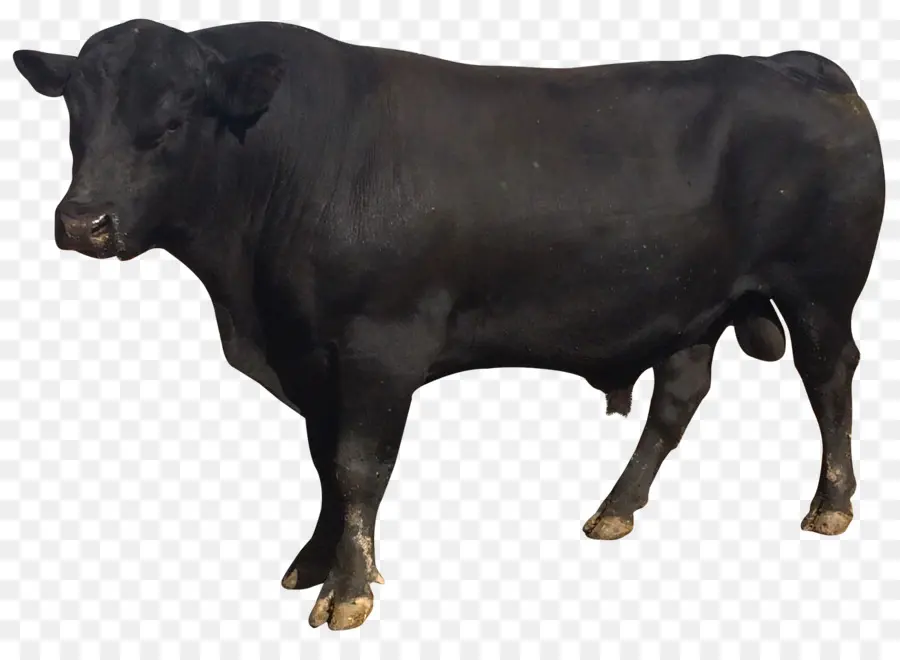 Banteng，Ternak PNG