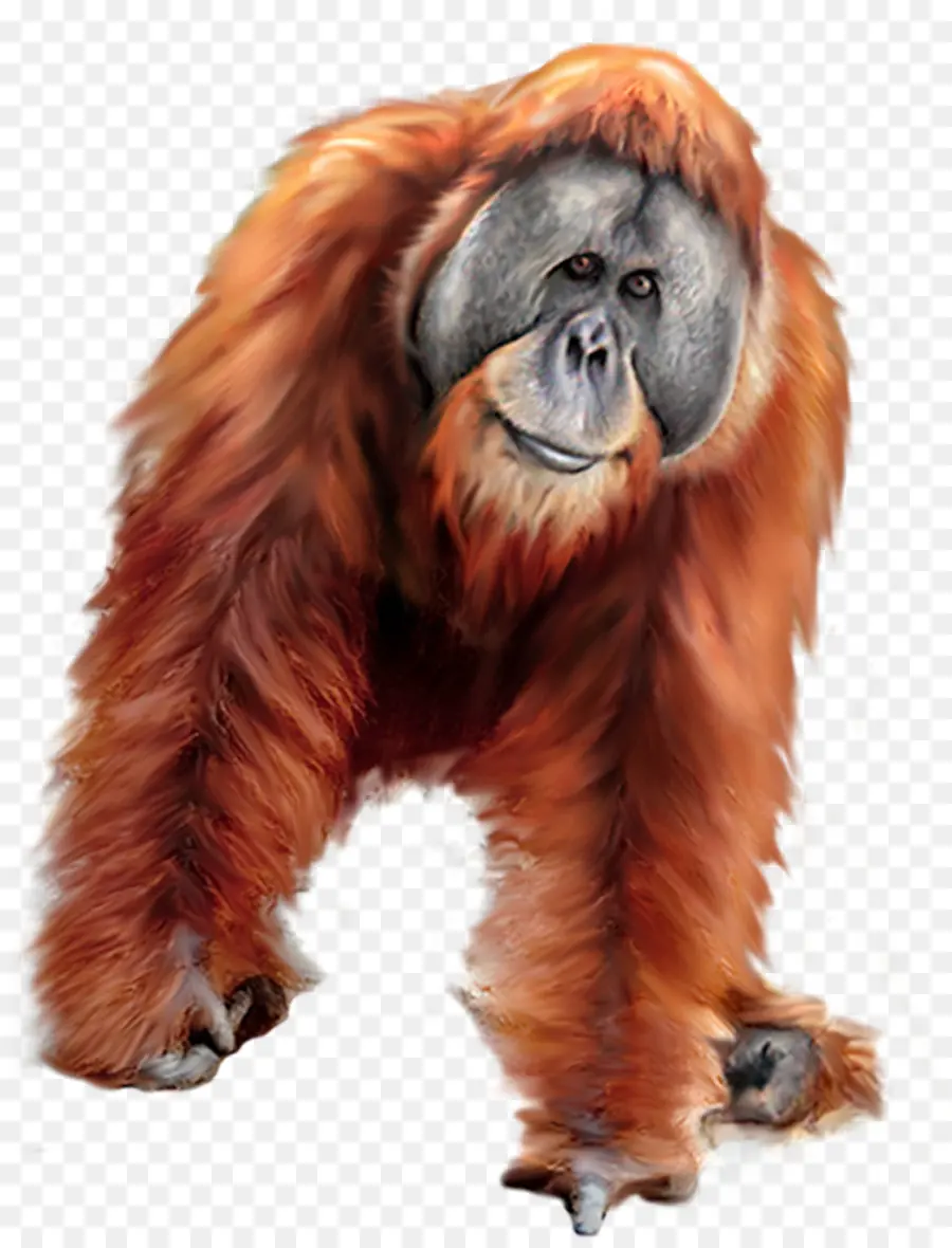 Orangutan，Gorila PNG
