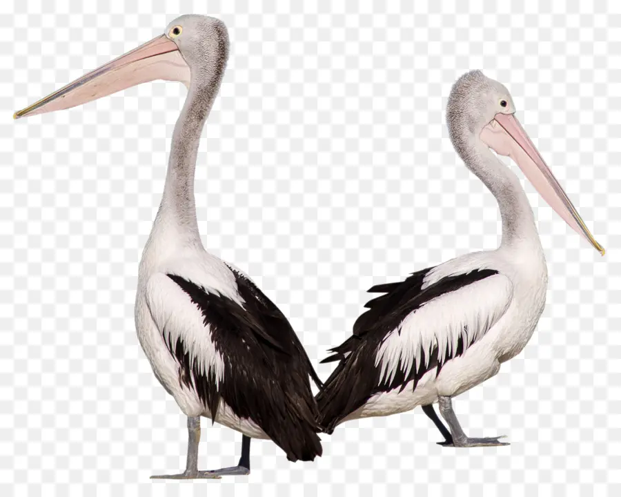 Burung，Pelican PNG