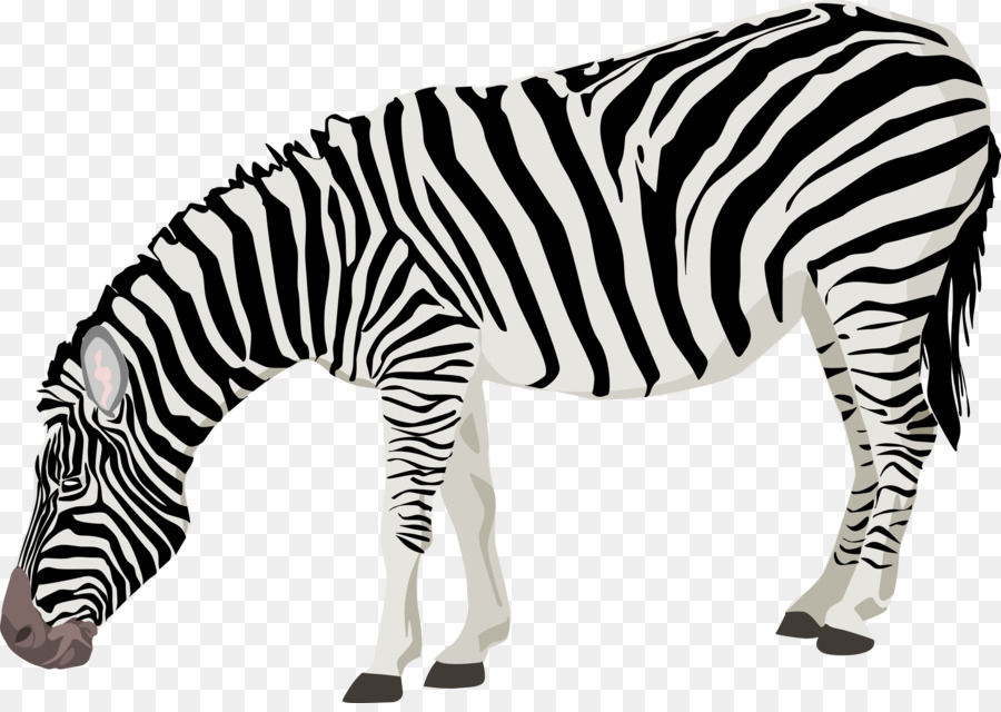 Zebra，Margasatwa PNG