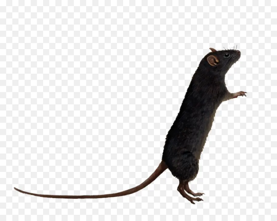 Tikus Coklat，Mouse PNG