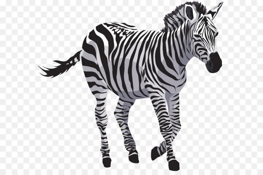 Zebra，Garis Garis PNG