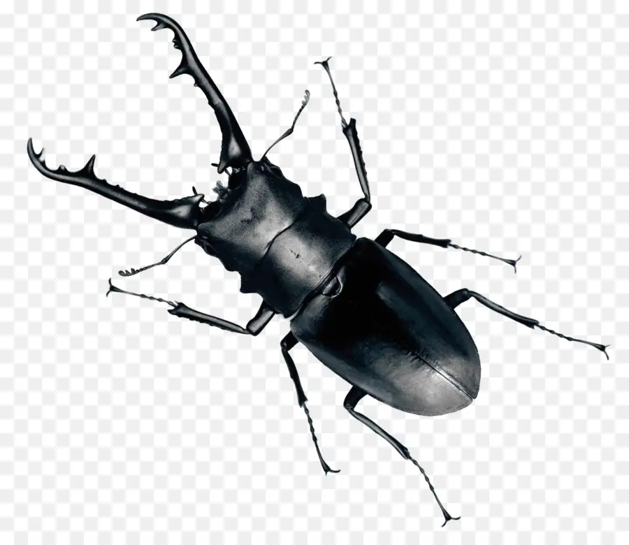 Kumbang，Kumbang Rusa PNG