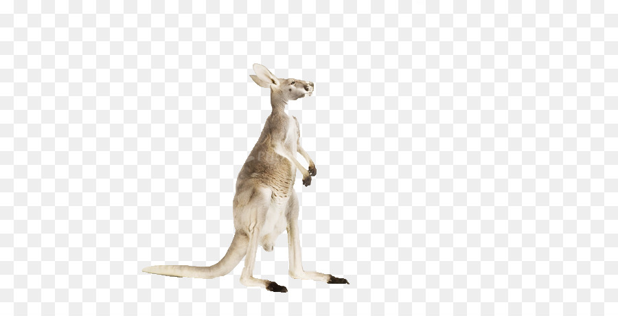 Kanguru，Kanguru Merah PNG