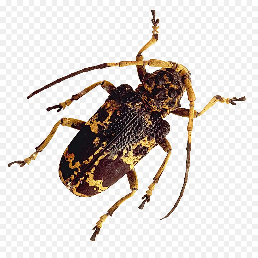 Kumbang，Satwa PNG