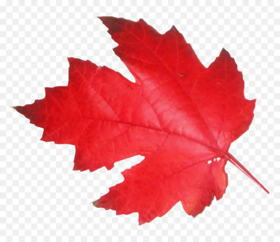 Kanada，Daun Maple PNG