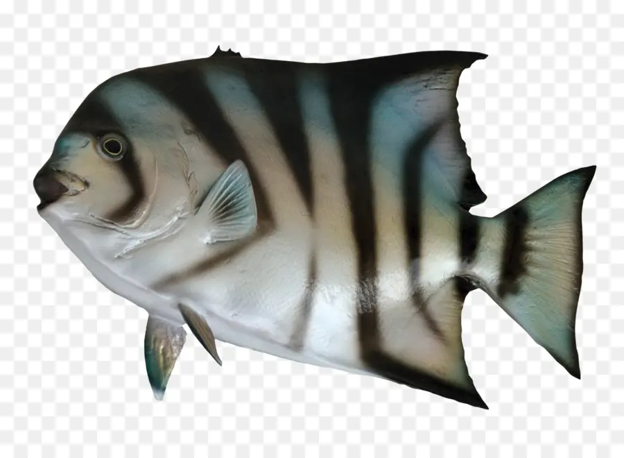 Ikan Bergaris，Akuatik PNG