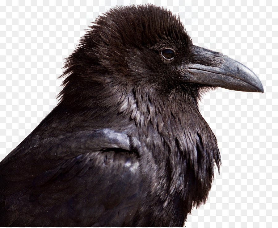 Gagak Amerika，Raven Umum PNG