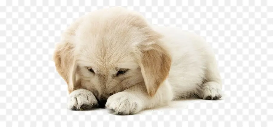 Jenis Anjing Golden Retriever，Labrador Retriever PNG