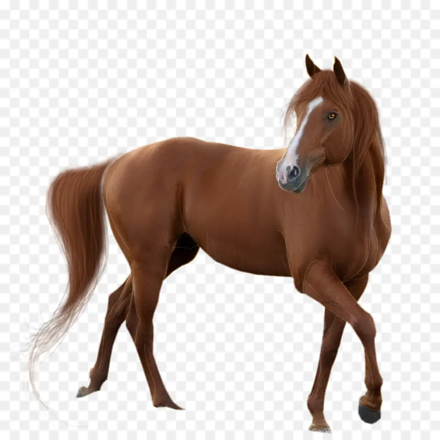 Mustang，Kuda Quarter Amerika PNG