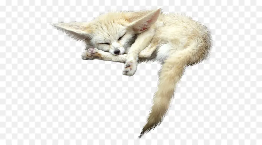 Fennec Rubah，Sedang Tidur PNG