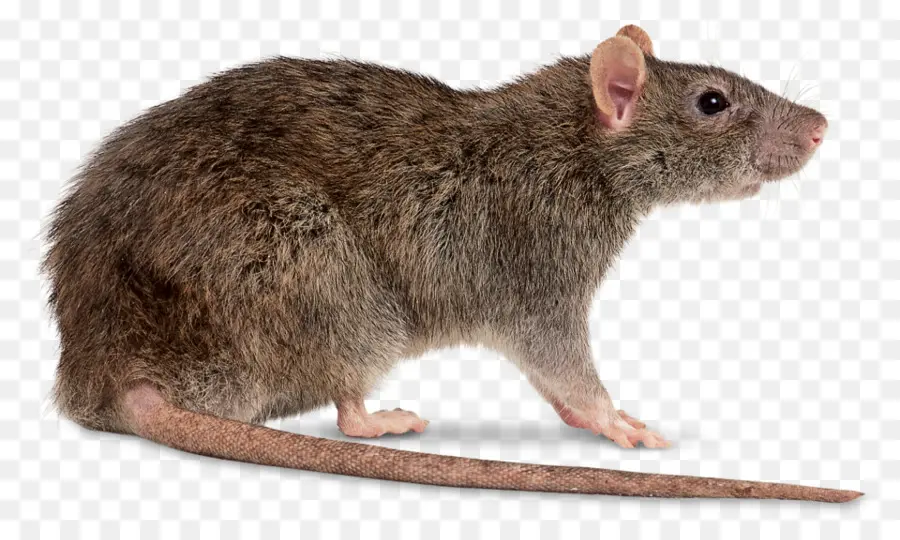 Tikus Coklat，Mouse PNG