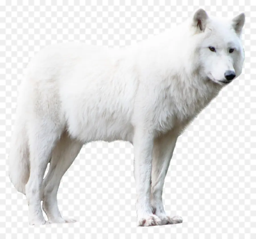 Greenland Dog，Serigala Arktik PNG
