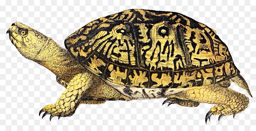 Penyu，Turtle Kotak Timur PNG