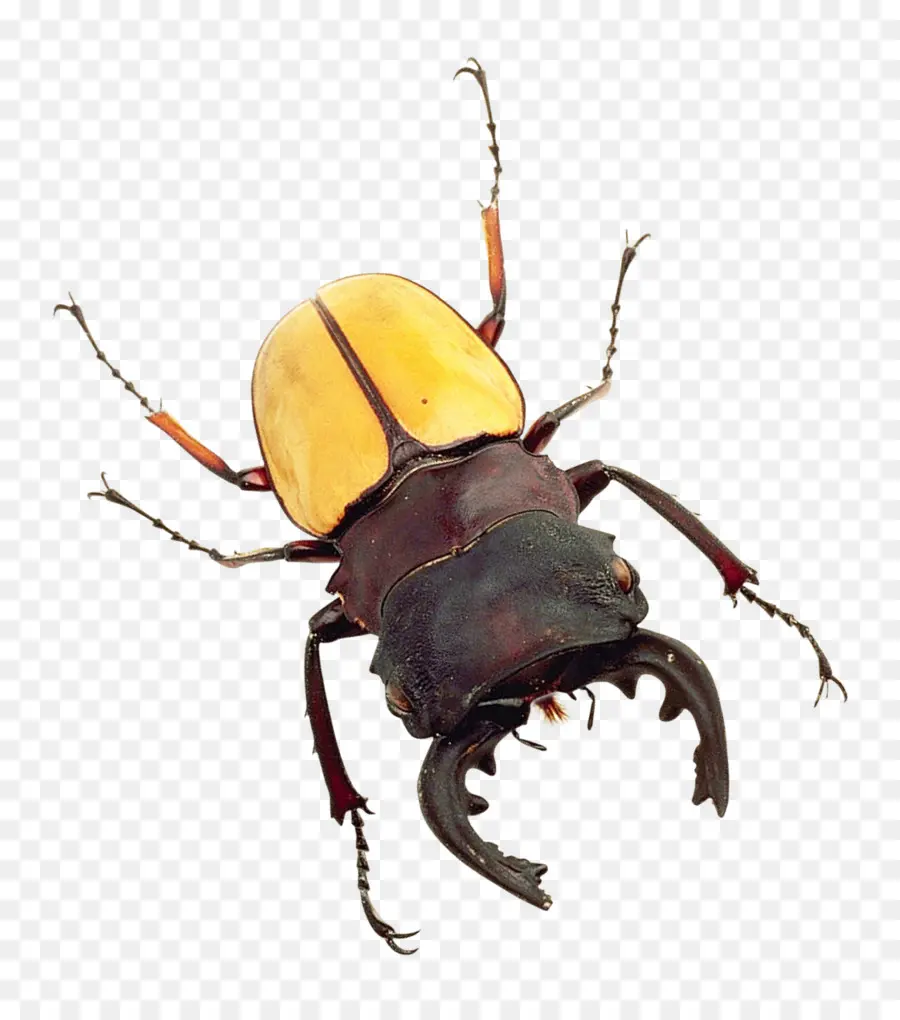 Kumbang，Lampu PNG