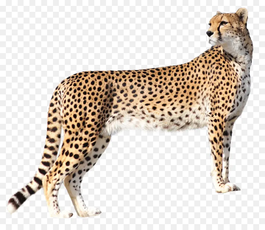 Cheetah，Televisi Definisi Tinggi PNG