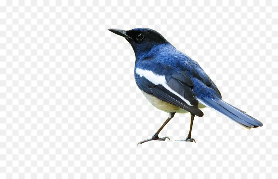 Blue Bird，Bertengger PNG