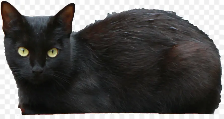 Kucing Hitam，Peliharaan PNG