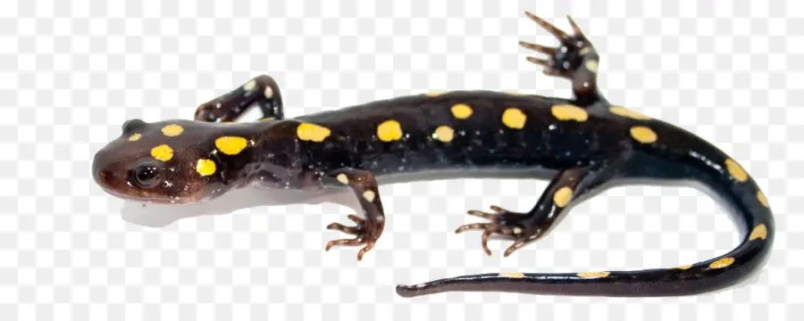 Salamander，Amfibi PNG