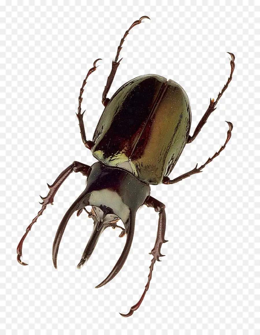 Kumbang，Semut PNG