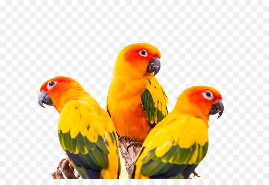 Burung Beo Sun Conure，Kelompok PNG