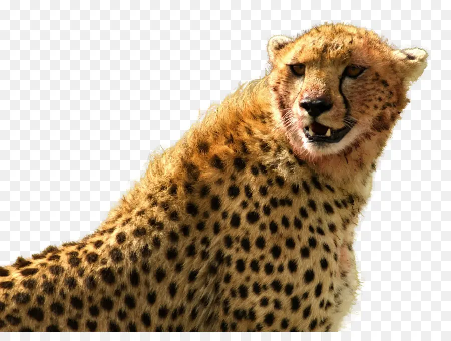 Cheetah，Bintik Bintik PNG