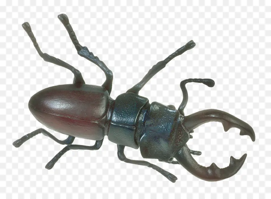Kumbang，Dynastinae PNG
